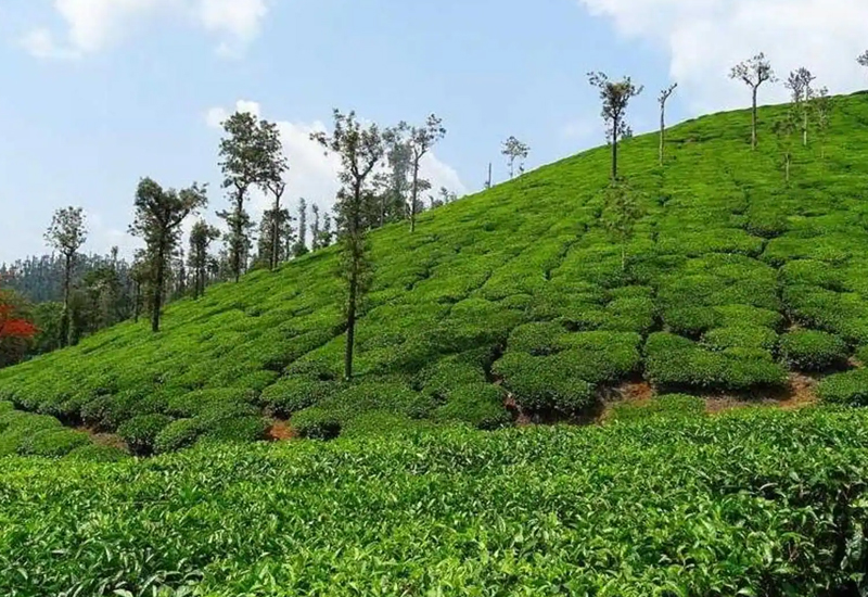 03 Nights & 04 Days (Darjeeling & Kalimpong)