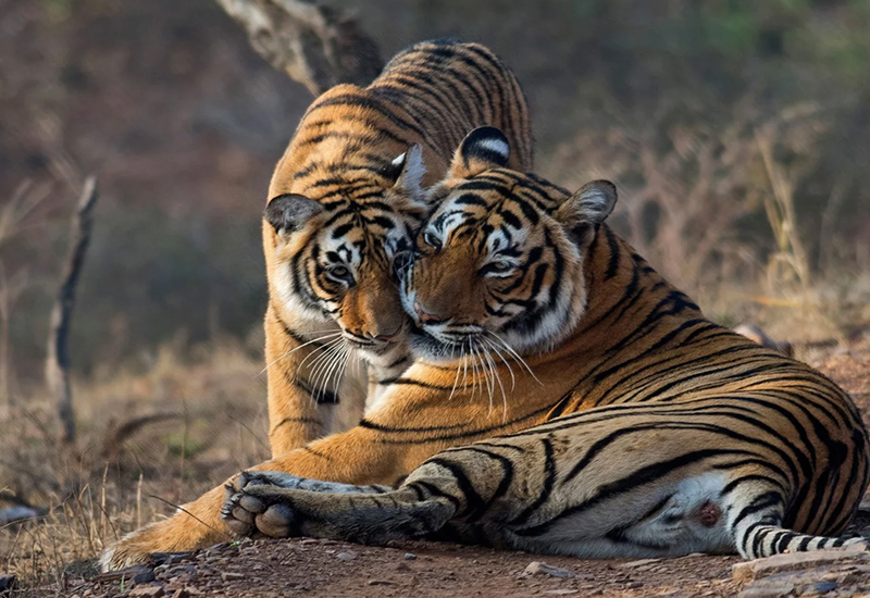 06 Nights & 07 Days (Jaipur, Bikaner, Jaisalmer, Pushkar, Ranthambore)