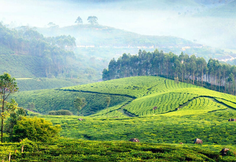 munnar1
