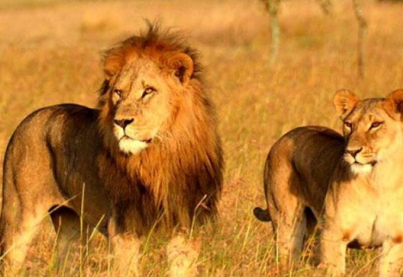 09 Nights & 10 Days Gujarat Package