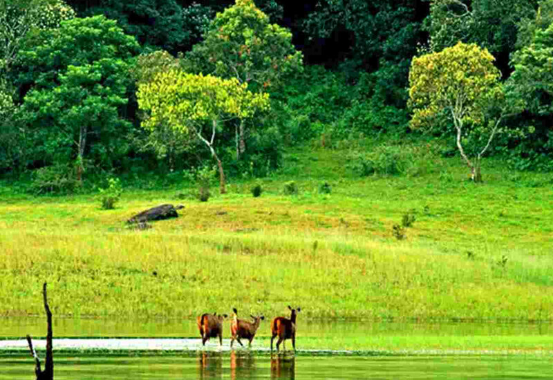 thekkady1