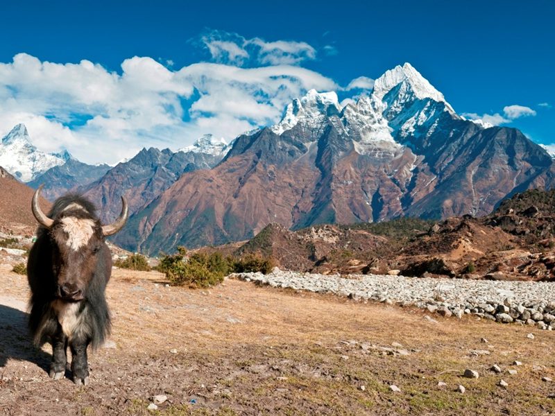 08 Nights/09 Days (03 N Kathmandu + 02 N Pokhara+ 01 N Jomsom / Muktinath + 02 N Chitwan)